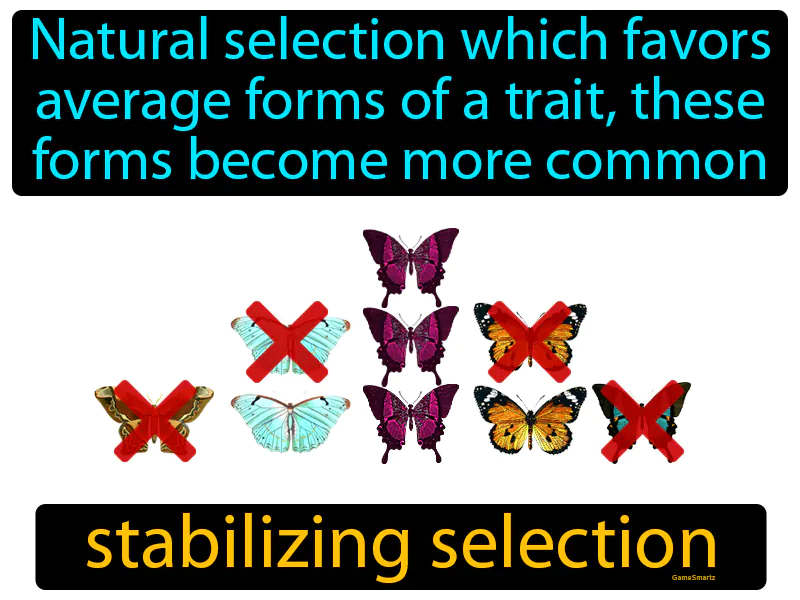 Stabilizing Selection Definition Stabilizing Selection Definition
