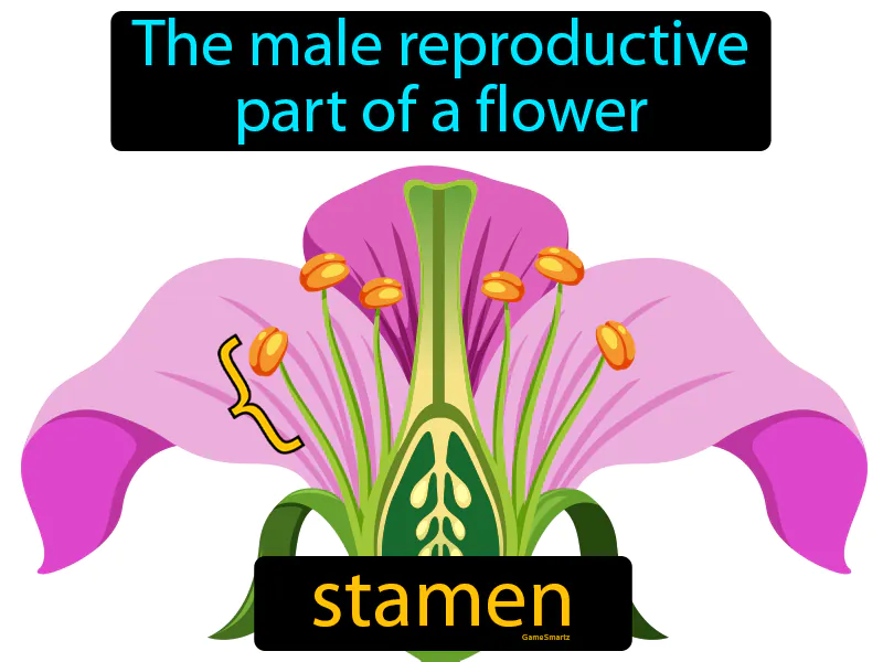 Stamen Definition Stamen Definition