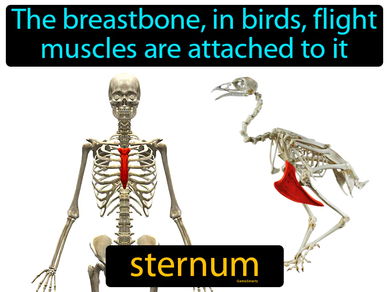 Sternum Definition Sternum Definition