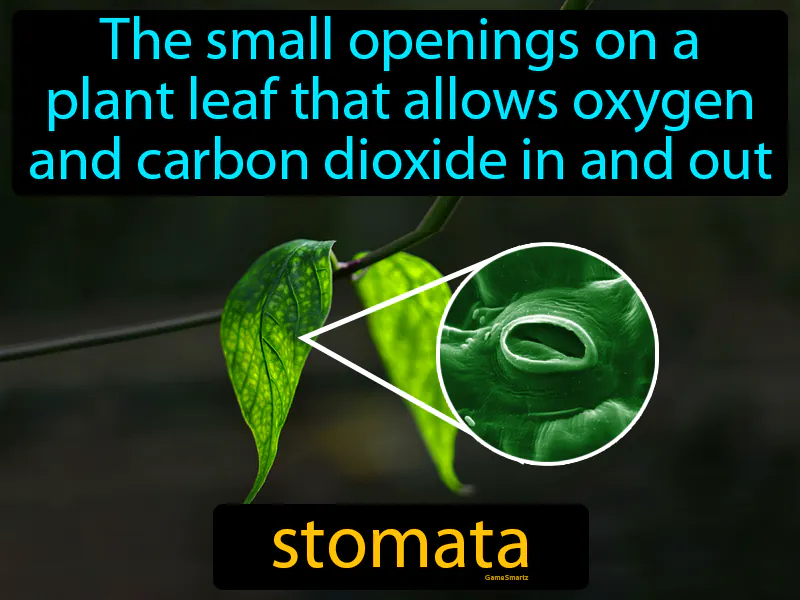 Stomata Definition Stomata Definition