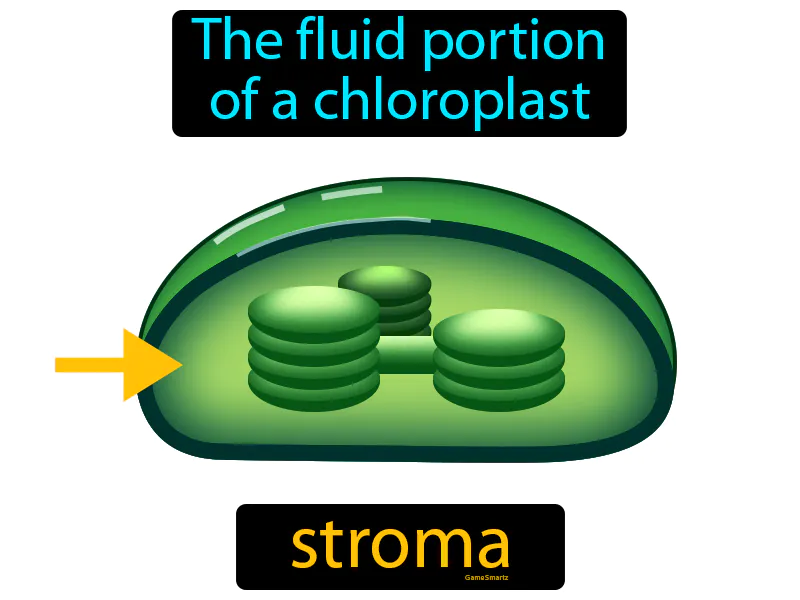 Stroma Definition Stroma Definition