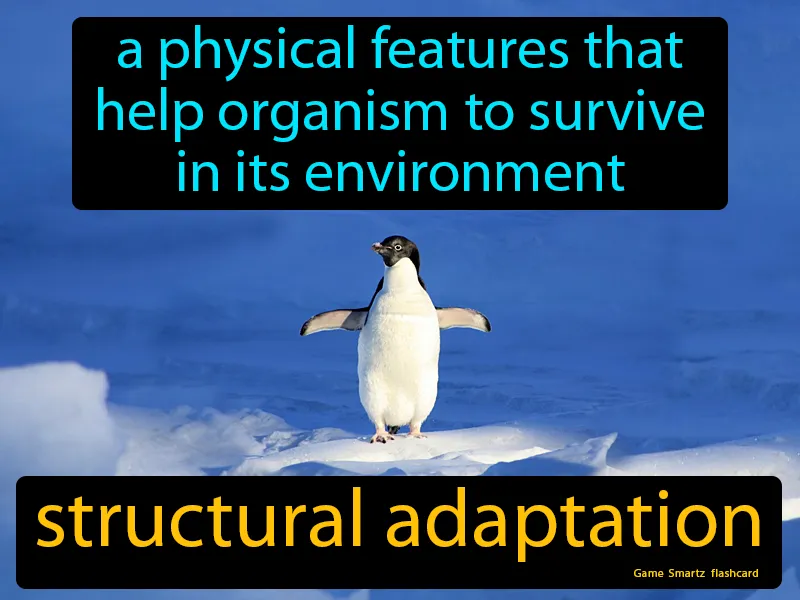Structural Adaptation Definition Structural Adaptation Definition