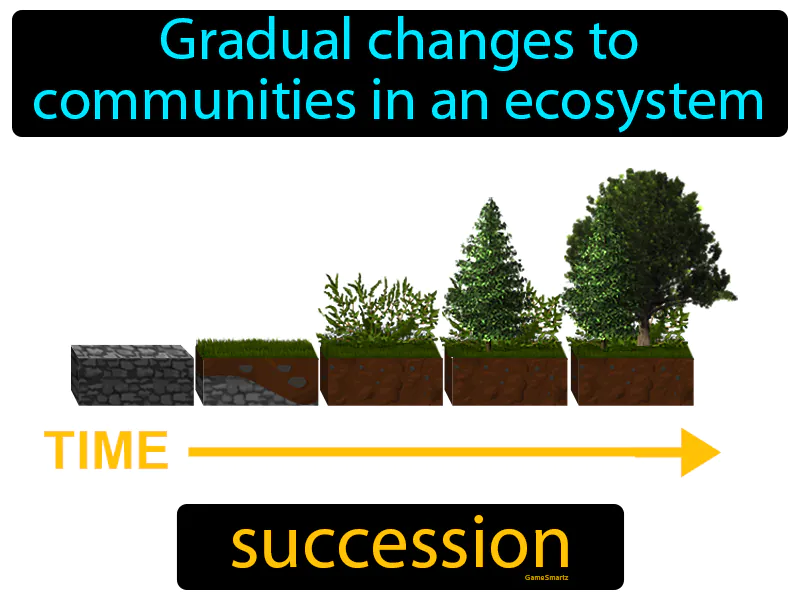 Succession Definition Succession Definition