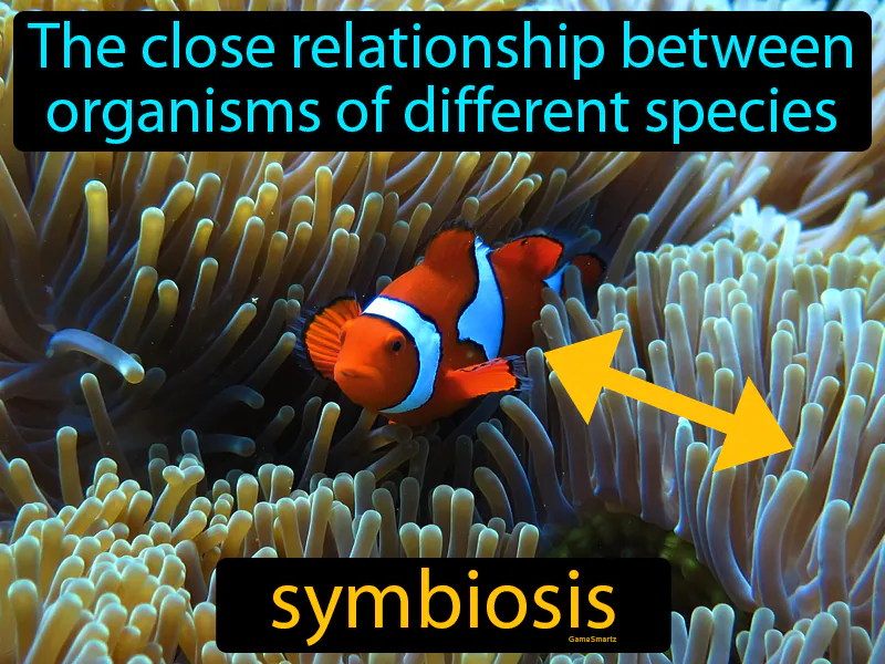 Symbiosis Definition Symbiosis Definition