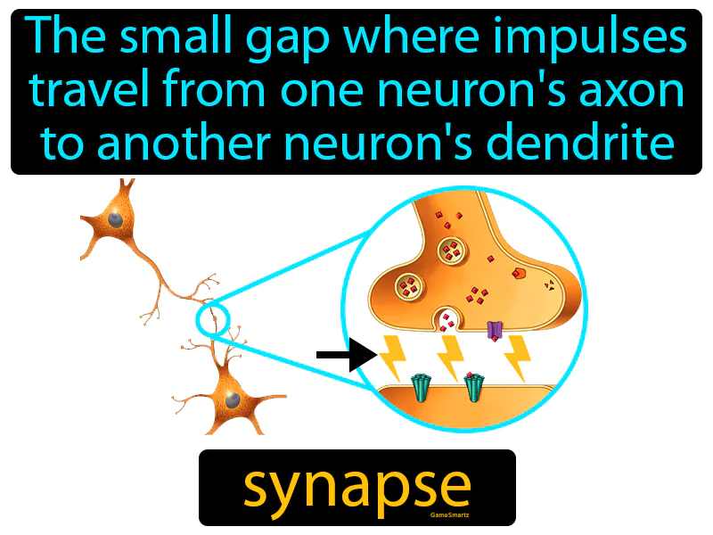Synapse Definition Synapse Definition