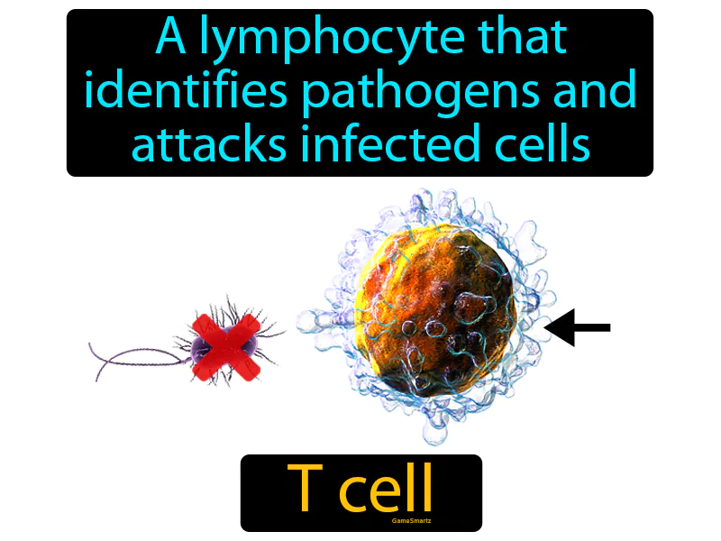 T Cell Definition T Cell Definition