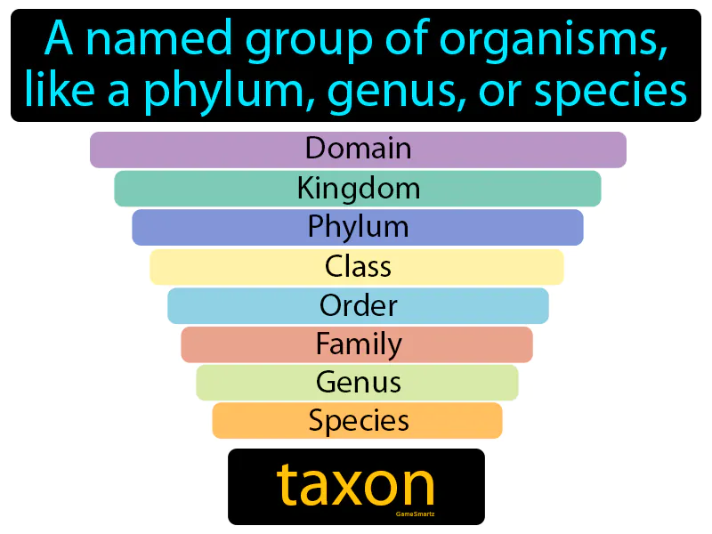 Taxon Definition Taxon Definition