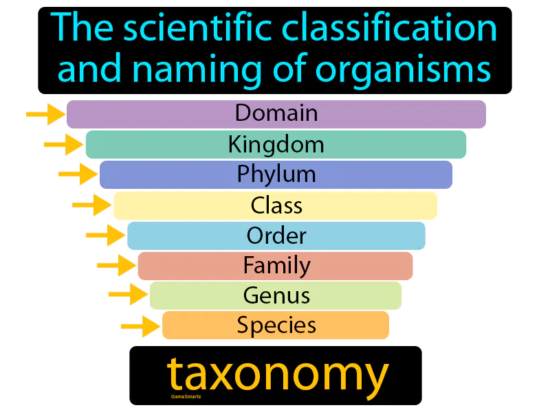 Taxonomy Definition Taxonomy Definition