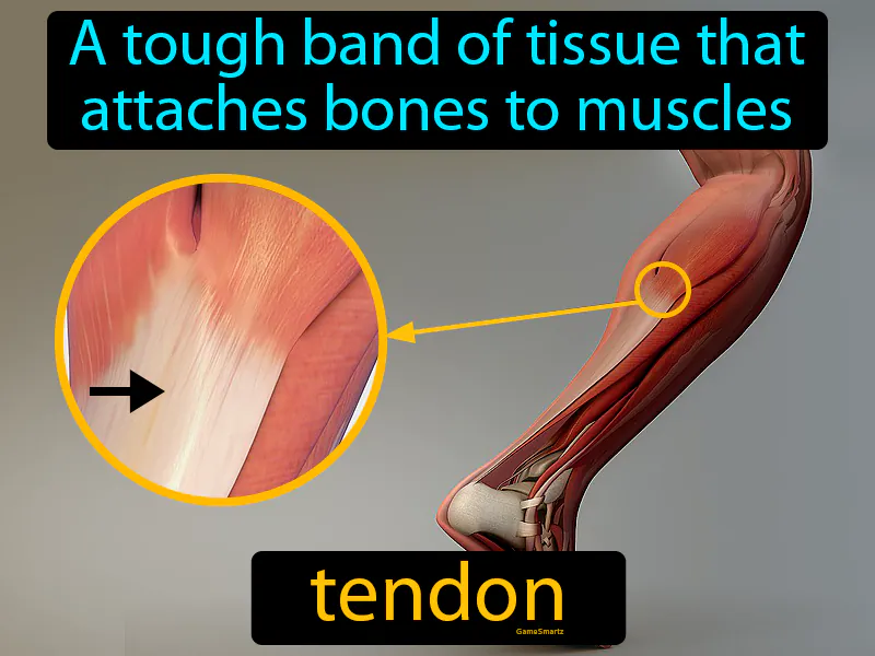 Tendon Definition Tendon Definition