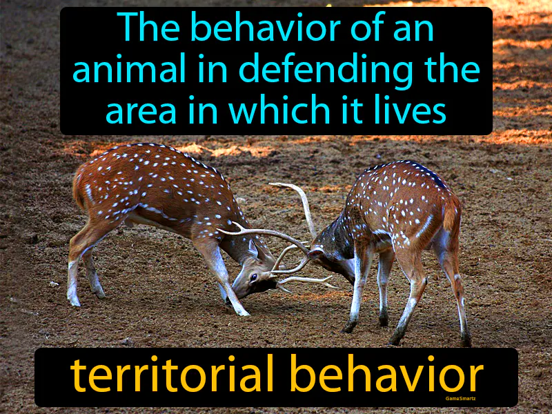 Territorial Behavior Definition Territorial Behavior Definition