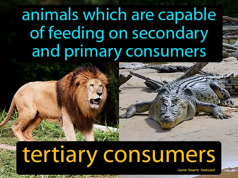 Tertiary Consumers Definition Tertiary Consumers Definition