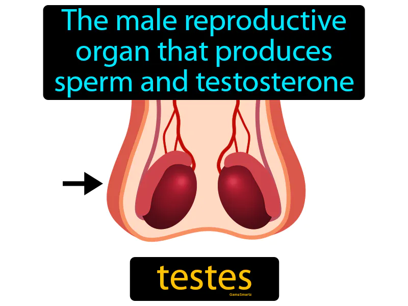 Testes Definition Testes Definition