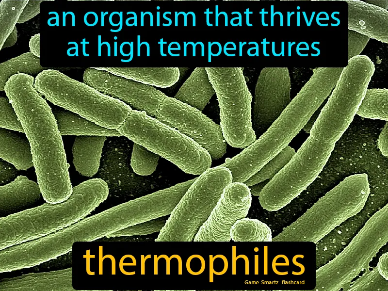 Thermophiles Definition Thermophiles Definition