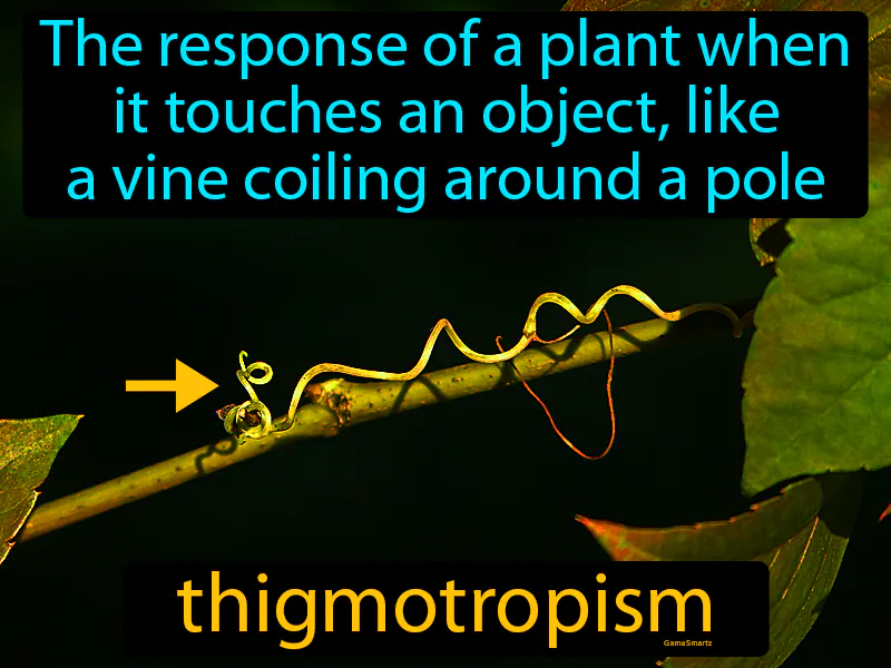 Thigmotropism Definition Thigmotropism Definition