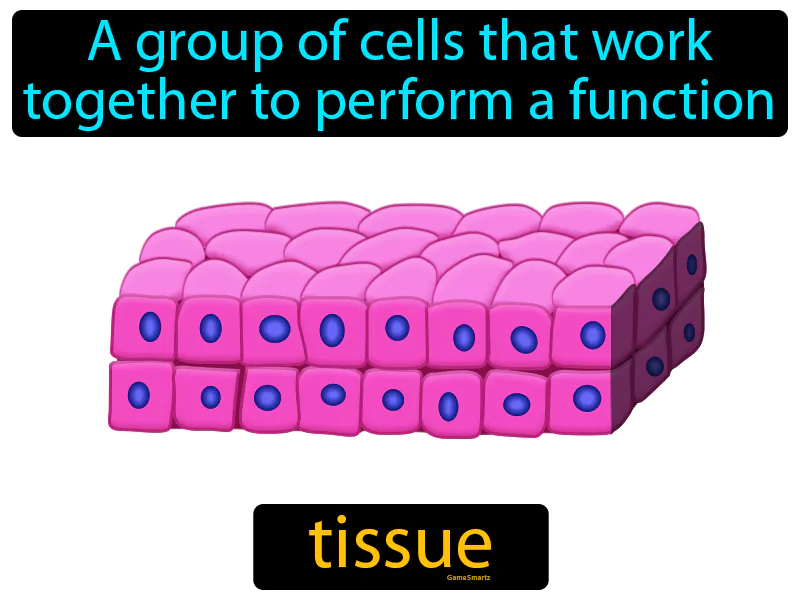 Tissue Definition Tissue Definition