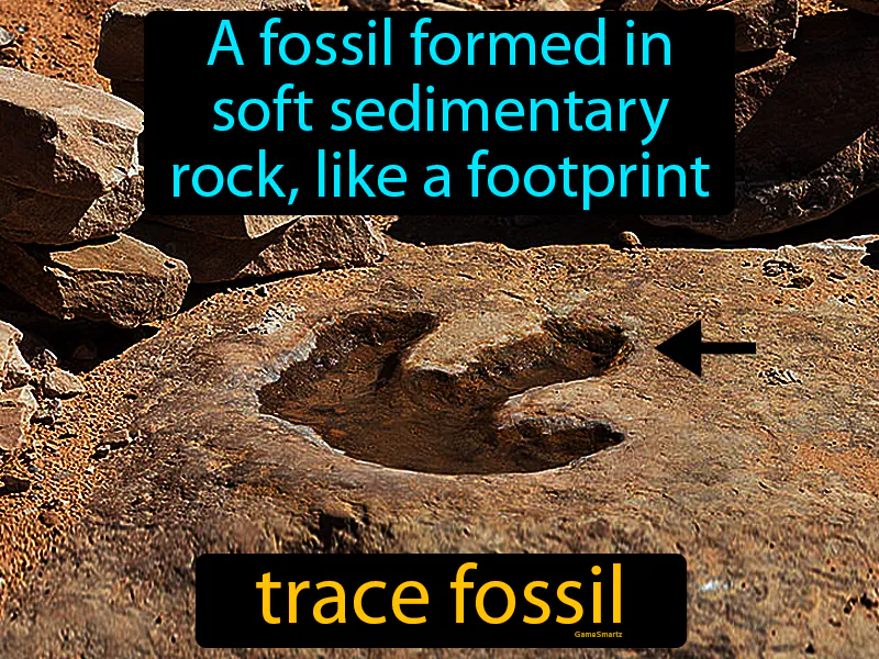 Trace Fossil Definition Trace Fossil Definition