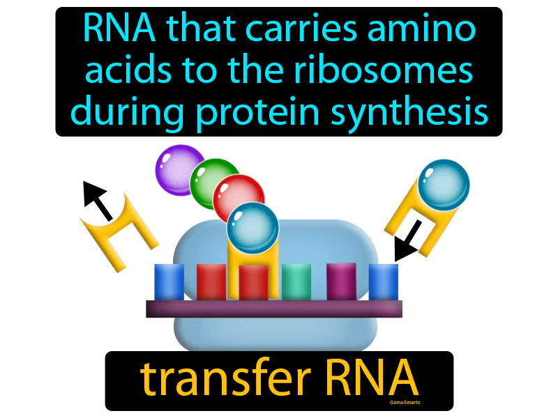 Transfer RNA Definition Transfer RNA Definition