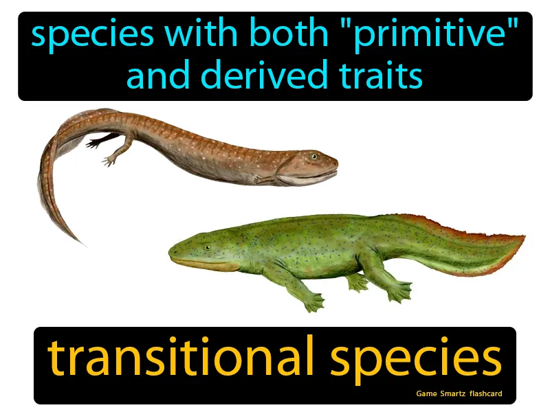 Transitional Species Definition Transitional Species Definition