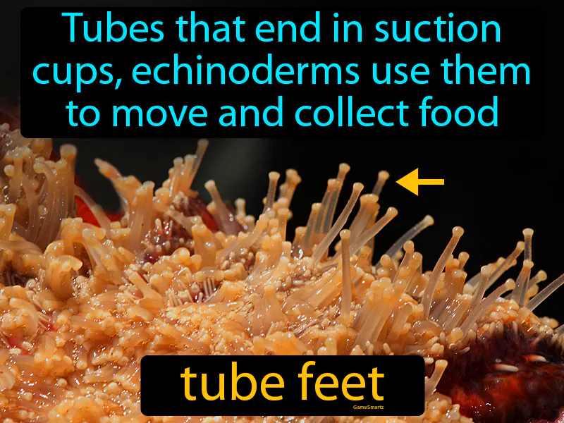 Tube Feet Definition Tube Feet Definition