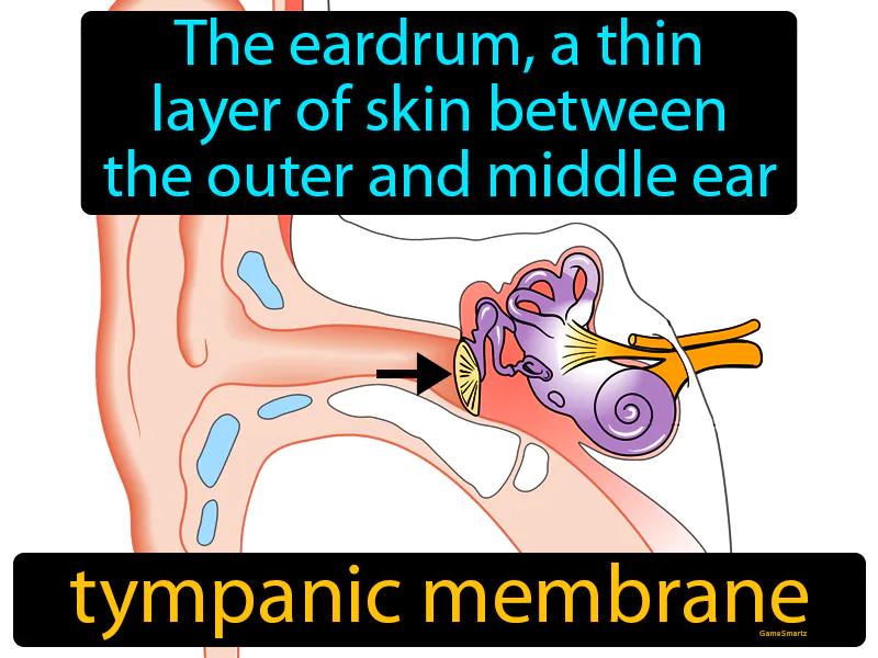 Tympanic Membrane Definition Tympanic Membrane Definition