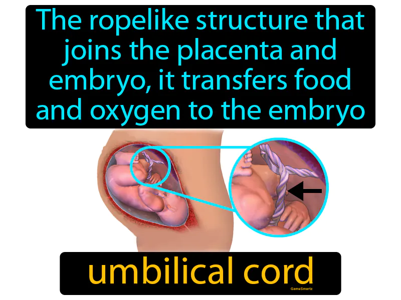 Umbilical Cord Definition Umbilical Cord Definition