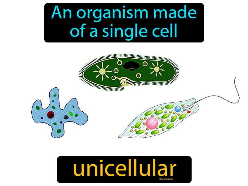 Unicellular Definition Unicellular Definition