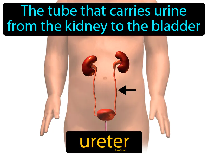 Ureter Definition Ureter Definition