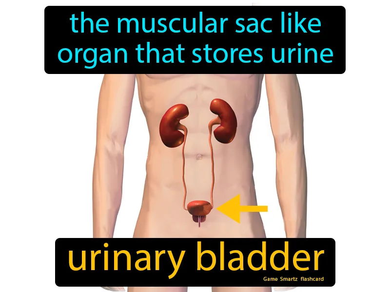 Urinary Bladder Definition Urinary Bladder Definition