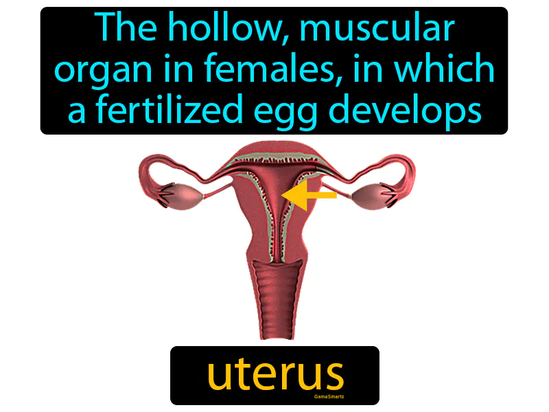 Uterus Definition Uterus Definition