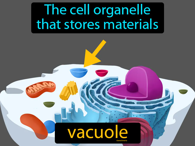 Vacuole Definition Vacuole Definition