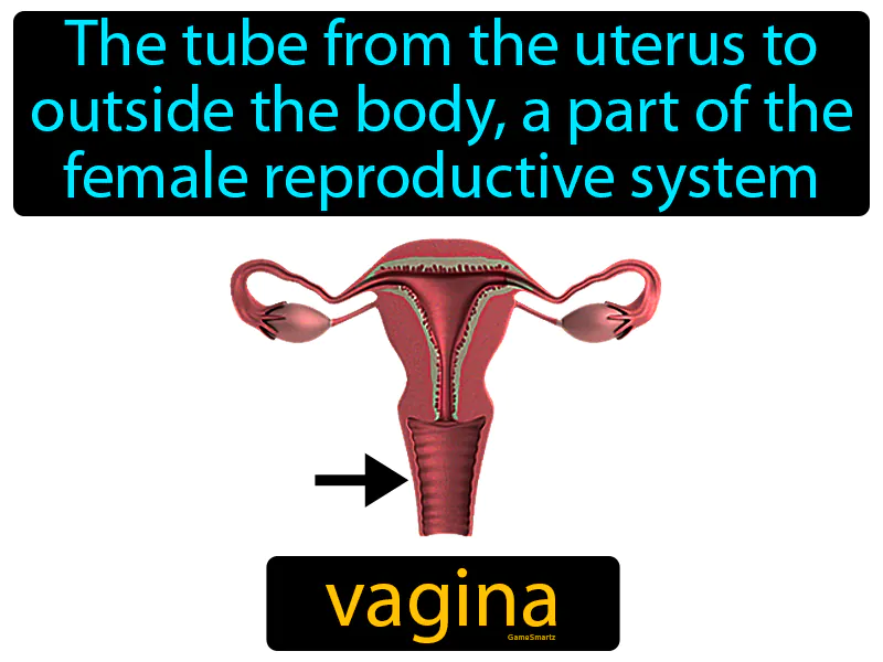 Vagina Definition Vagina Definition