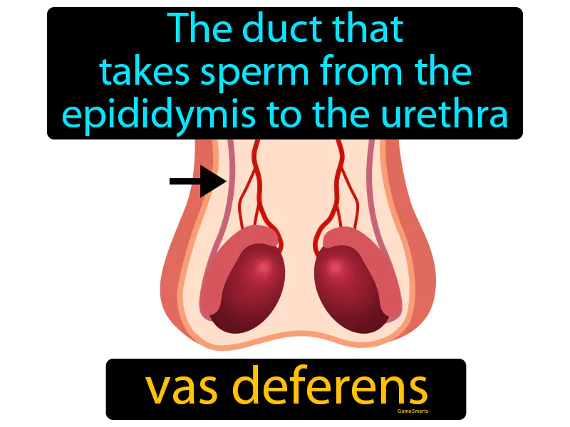 Vas Deferens Definition Vas Deferens Definition