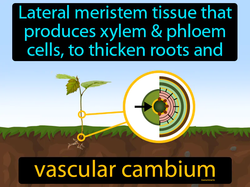 Vascular Cambium Definition Vascular Cambium Definition