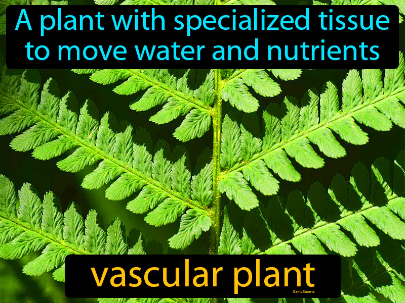 Vascular Plant Definition Vascular Plant Definition