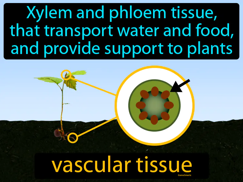 Vascular Tissue Definition Vascular Tissue Definition