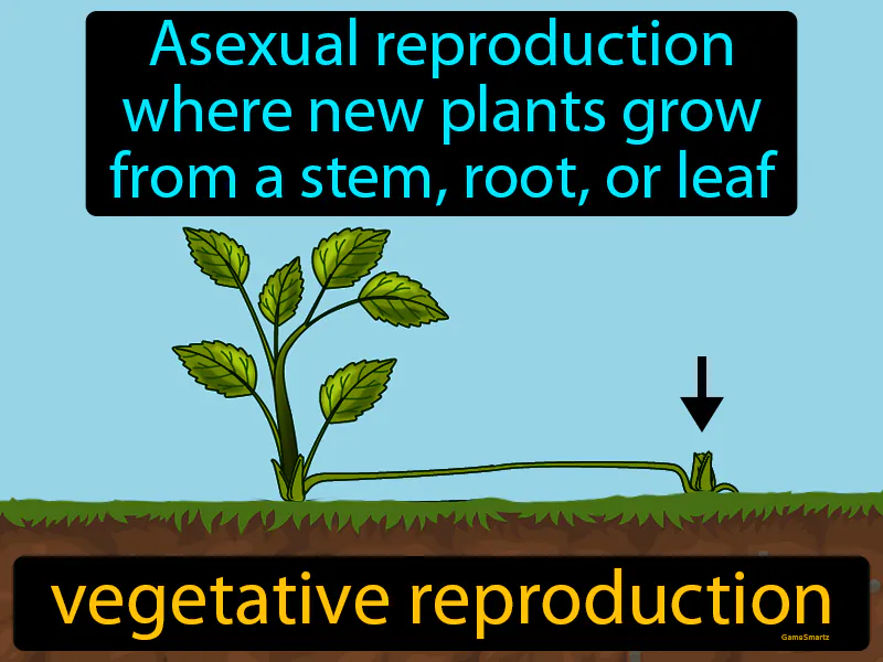 Vegetative Reproduction Definition Vegetative Reproduction Definition