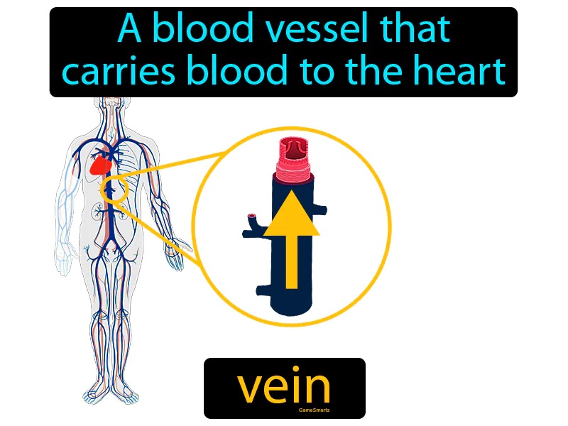 Vein Definition Vein Definition