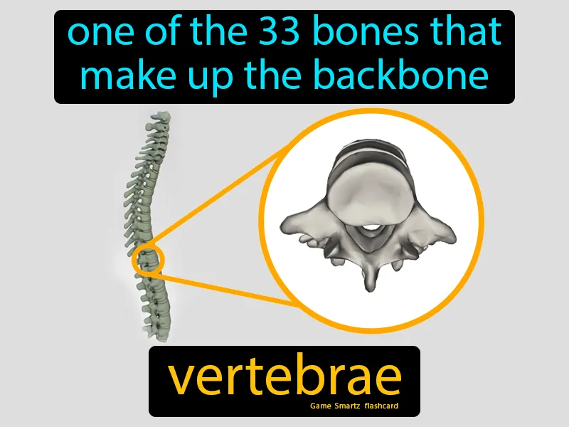 Vertebrae Definition Vertebrae Definition