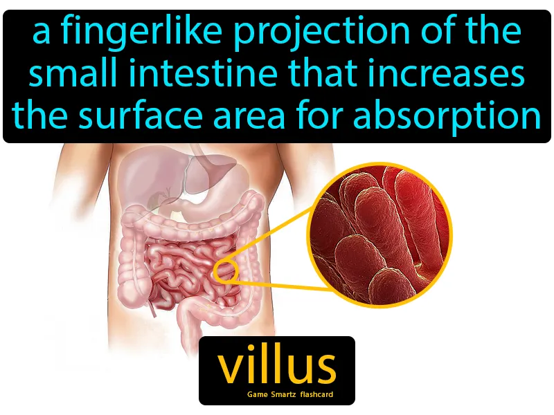 Villus Definition Villus Definition