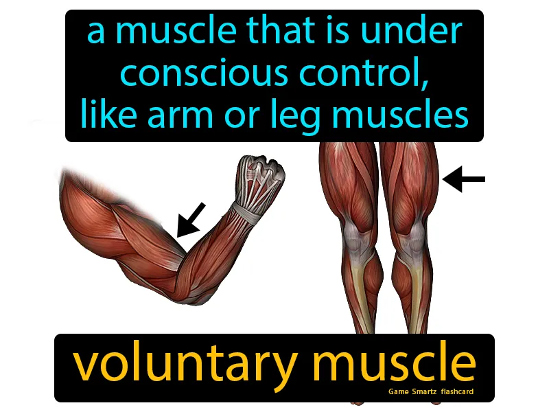 Voluntary Muscle Definition Voluntary Muscle Definition