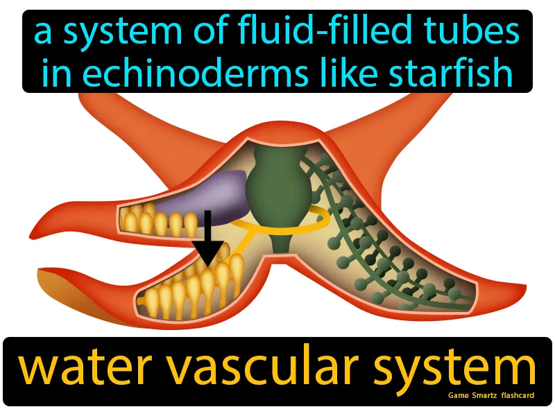 Water Vascular System Definition Water Vascular System Definition