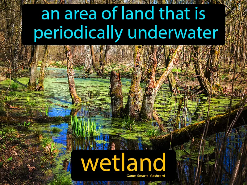 Wetland Definition Wetland Definition