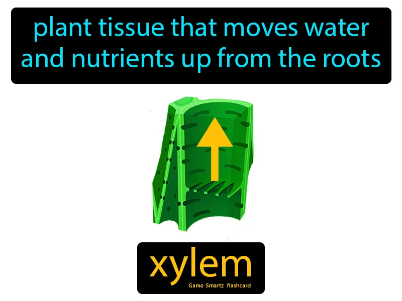 Xylem Definition Xylem Definition