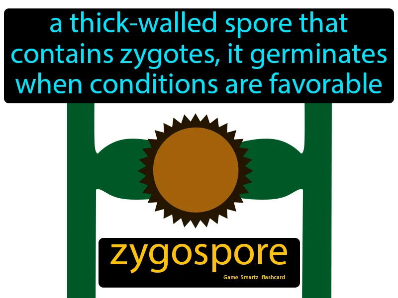 Zygospore Definition Zygospore Definition