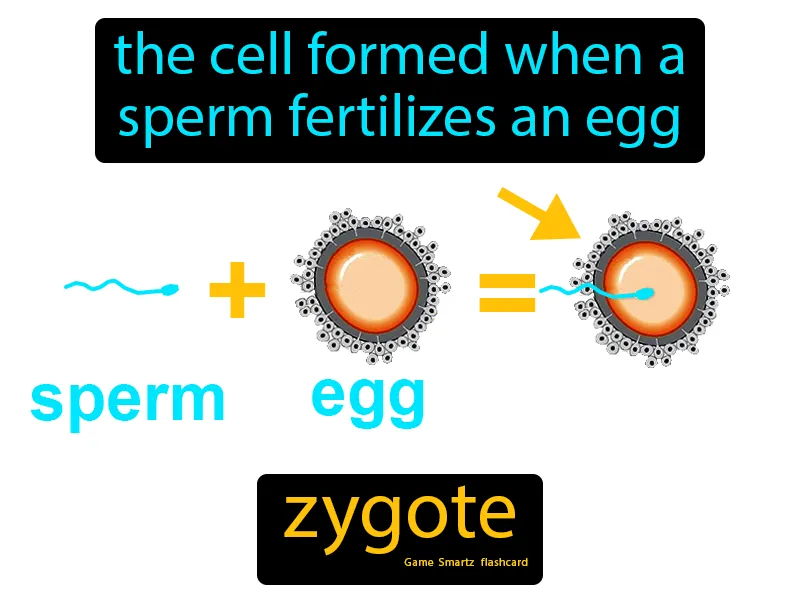 Zygote Definition Zygote Definition