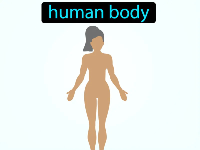 El Cuerpo Humano Definition El Cuerpo Humano Definition