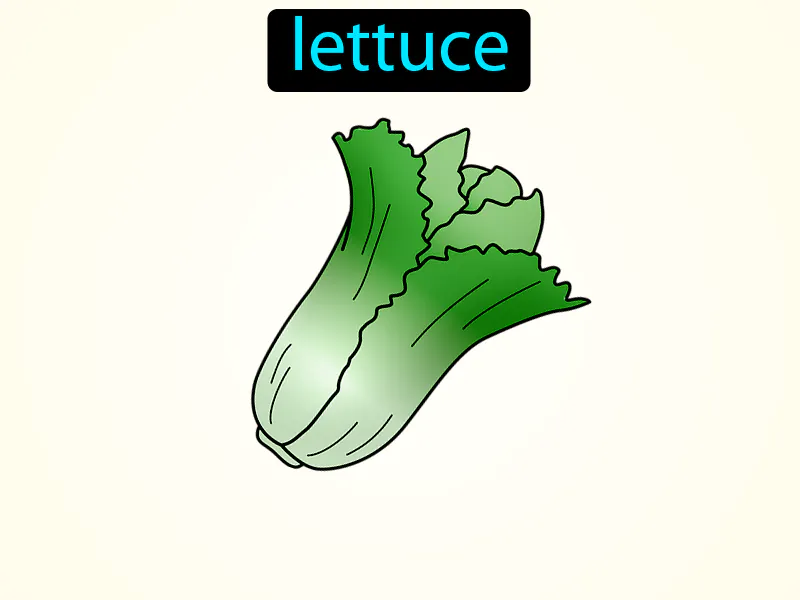 La Lechuga Definition La Lechuga Definition
