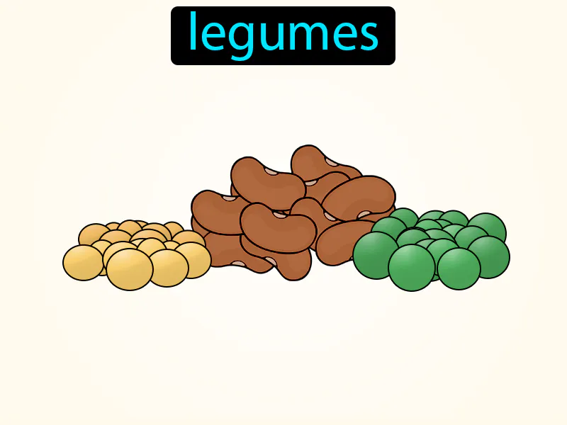 Las Legumbres Definition Las Legumbres Definition